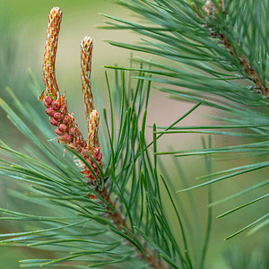 24. Pine / Pin (acceptation de soi)