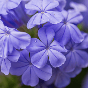 05. Cerato / Plumbago (intuition)