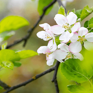 10. Crab Apple / Pommier Sauvage (purification)
