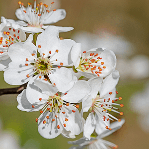 06. Cherry Plum / Prunier (calme intérieur)