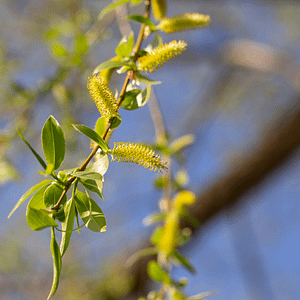 38. Willow / Saule (pensée positive)