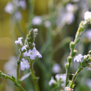 31. Vervain / Verveine (modération)