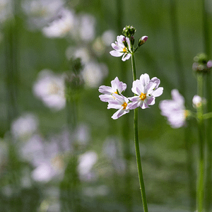 34. Water Violet / Violette d’eau (communication)