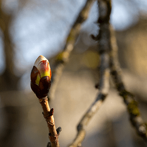 07. Chestnut Bud / Bourgeons de Marronnier (apprentissage)