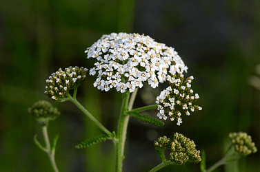 Elixir floral - Achillée millefeuille - Valmir