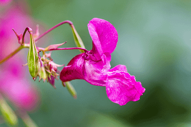 Fleurs de Bach - Impatience - Impatiens - - Valmir
