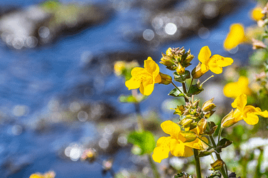 Fleurs de Bach - Mimule Mimulus - Valmir
