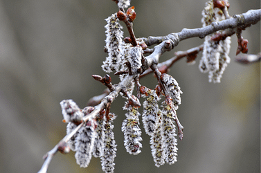Fleurs de Bach - Peuplier tremble Aspen - Valmir