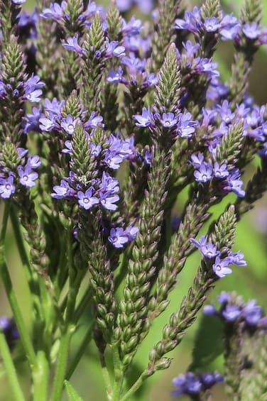 vervain