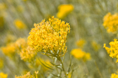 Elixir floral - Rabbitbrush - Valmir