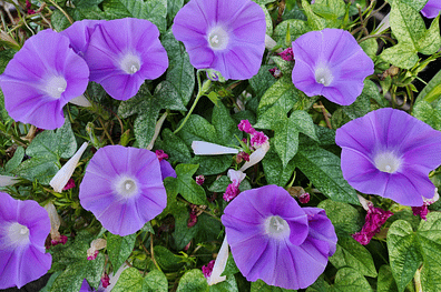 Elixir floral - Volubilis - Valmir