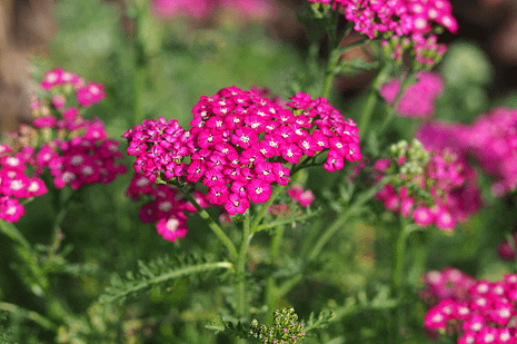 Elixir floral - Achillee millefeuille rouge
