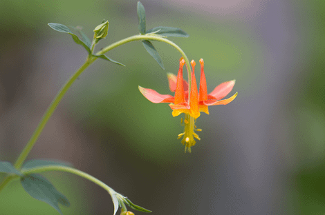 Elixir floral - Columbine - Valmir