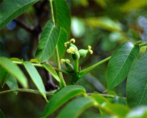 33. Walnut / Noyer (évolution intérieure) – Image 2