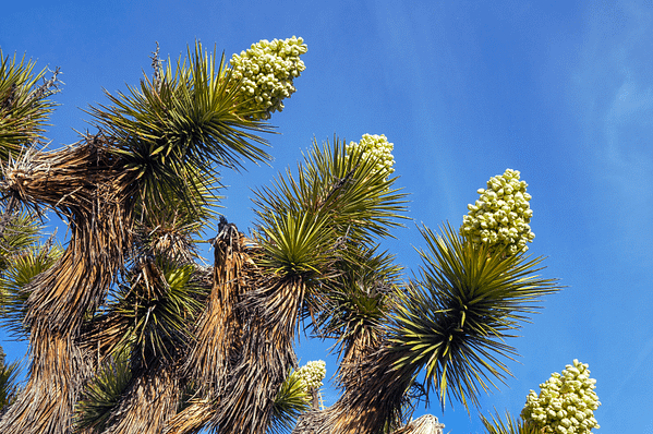 Joshua Tree - Elixir floral FES | Valmir